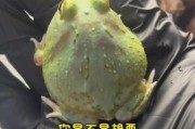 魔羯座娃王蛙是什么_如何饲养