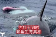 鲸双鱼是什么_鲸双鱼怎么养
