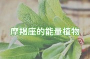 魔羯座适合养什么盆栽_魔羯座开运植物推荐