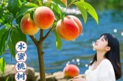 魔羯座适合种水蜜桃吗_水蜜桃种植技巧