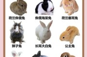 魔羯座适合养什么兔_新手选兔指南
