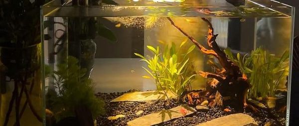 双鱼景适合种什么花_如何打造梦幻水景