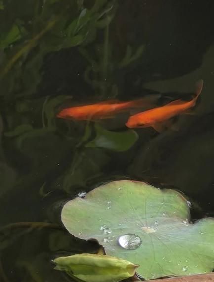 相逢未嫁时水双鱼结局是什么_相逢未嫁时水双鱼小说免费阅读