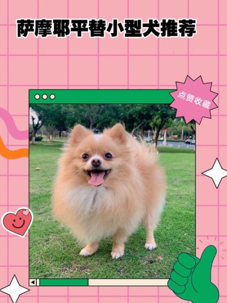 魔羯座适合养什么狗_魔羯座适合养什么小型犬