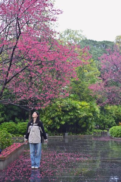 天蝎座樱花花语是什么_天蝎座适合种樱花吗