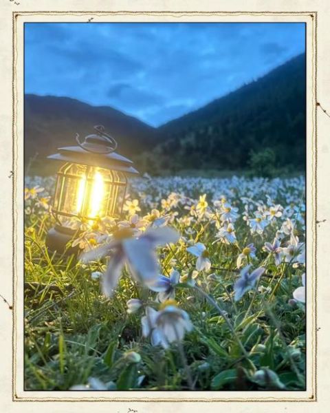 魔羯花海在哪里_魔羯花海最佳观赏时间