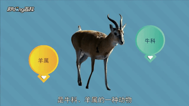 羚羊魔羯是什么_羚羊魔羯性格特点