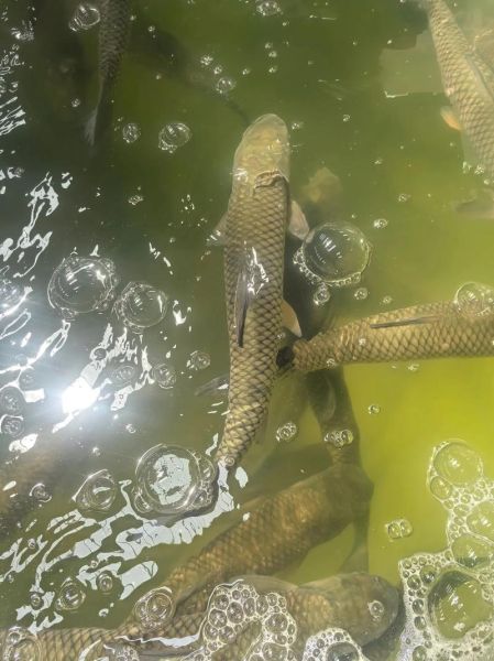 皖双鱼是什么鱼_皖双鱼多少钱一斤