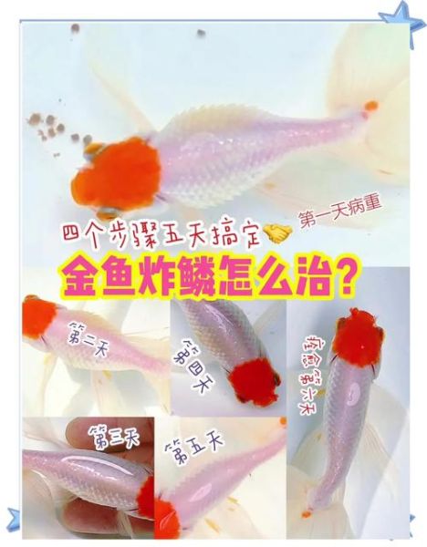 双鱼的锦鳞怎么养_锦鳞褪色了怎么办