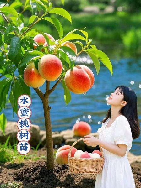 魔羯座适合种水蜜桃吗_水蜜桃种植技巧