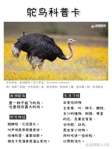 鸵鸟魔羯性格特点_如何与鸵鸟魔羯相处