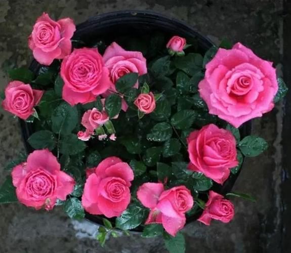 魔羯座花语是什么_魔羯座适合养什么花