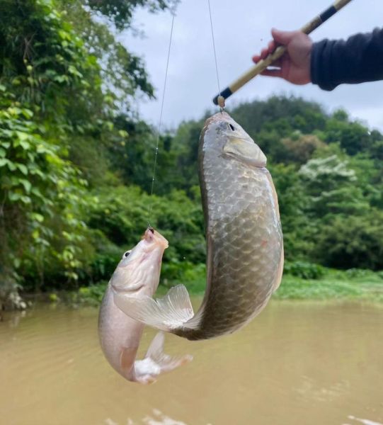 顶双鱼是什么_顶双鱼怎么钓