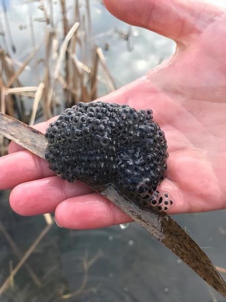 魔羯蛤蟆是什么_魔羯蛤蟆怎么养