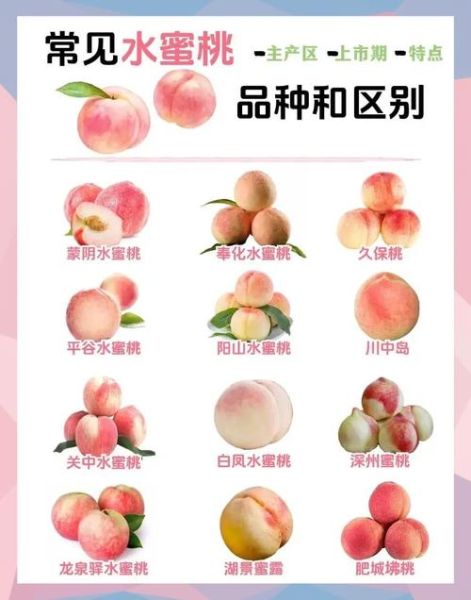 魔羯座水蜜桃_怎么挑最甜