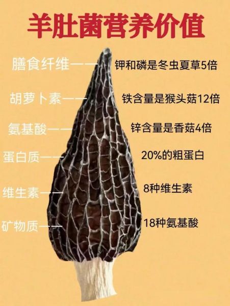 魔羯菌是什么_魔羯菌有哪些功效