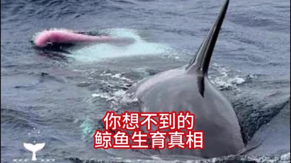 鲸双鱼是什么_鲸双鱼怎么养