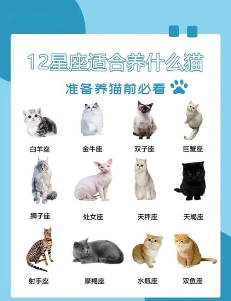 魔羯座喜欢猫吗_魔羯座适合养猫吗