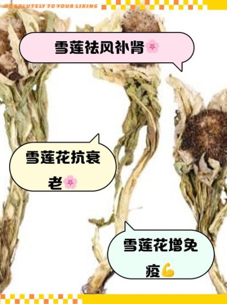 魔羯雪莲是什么_魔羯雪莲功效与作用