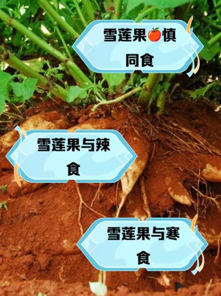 魔羯雪莲是什么_魔羯雪莲功效与作用