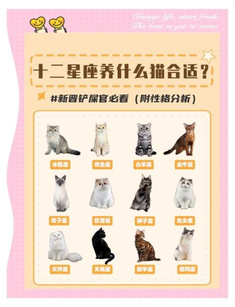 魔羯座适合养什么猫_性格匹配度高的猫咪推荐