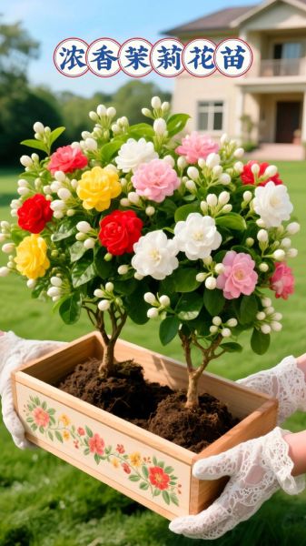 魔羯茉莉适合什么环境_如何养护魔羯茉莉