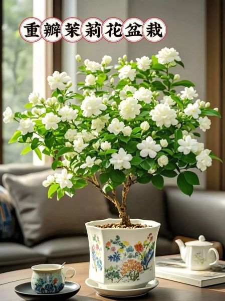 魔羯茉莉适合什么环境_如何养护魔羯茉莉