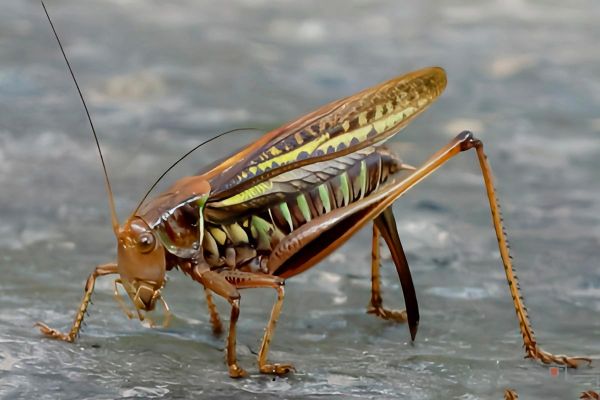 双鱼蝈是什么_如何饲养双鱼蝈