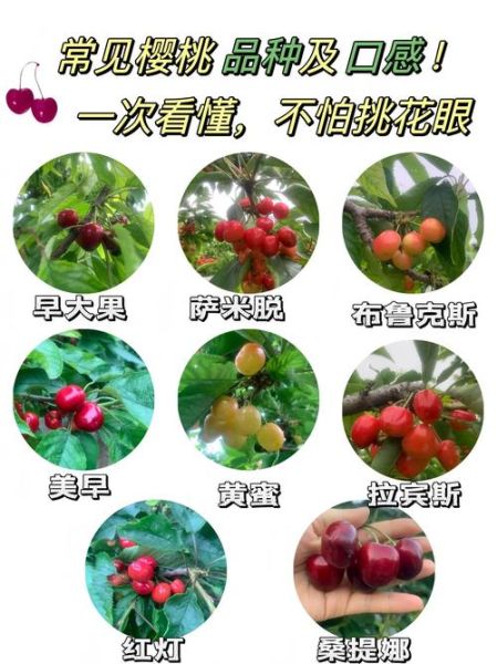 樱桃天蝎座适合吗_如何挑选最甜