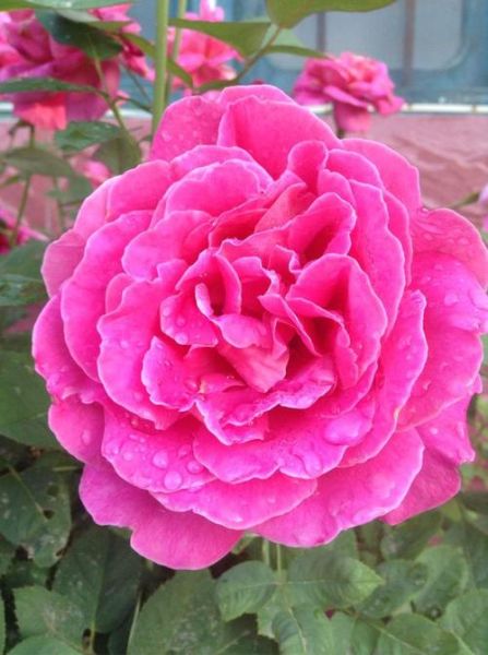 天蝎座生辰花是什么_天蝎座适合养什么花