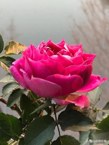 魔羯月季怎么养_魔羯月季耐寒吗