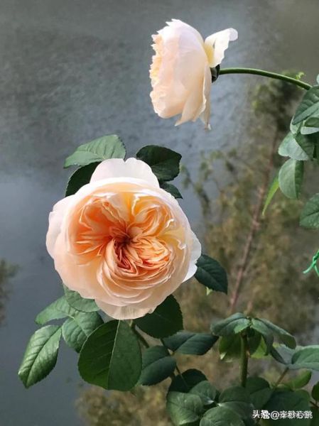 魔羯月季怎么养_魔羯月季耐寒吗