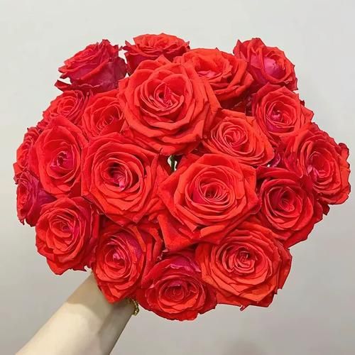 魔羯玫瑰是什么花_魔羯玫瑰怎么养