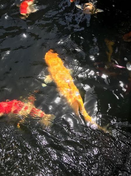 魔羯鲤鱼是什么_如何饲养魔羯鲤鱼