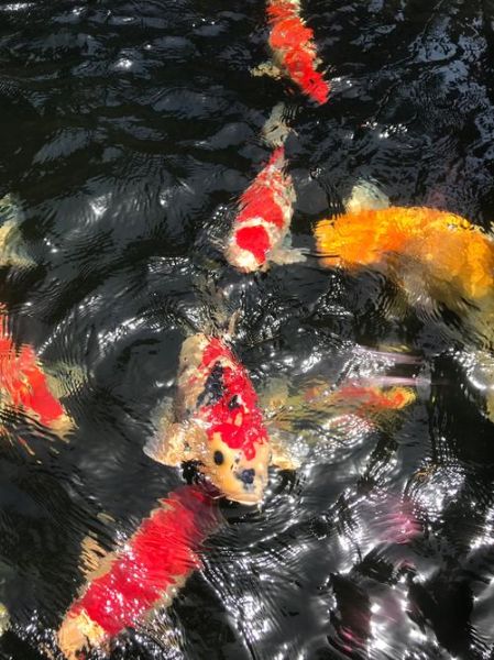 魔羯鲤鱼是什么_如何饲养魔羯鲤鱼