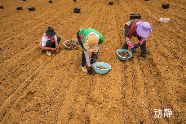 魔羯开垦_适合种什么作物