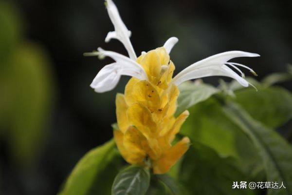 天蝎座适合养什么花_天蝎座幸运花有哪些