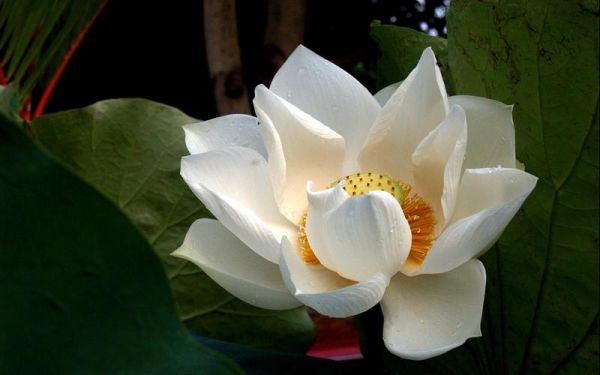 双子女白莲花_如何识别真假