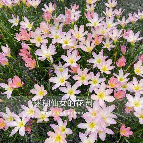 魔羯座代表花是什么_魔羯座适合养什么花