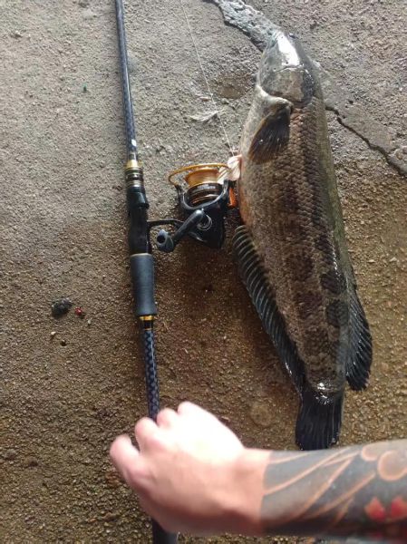 宁波双鱼渔具怎么样_宁波双鱼路亚竿哪款好