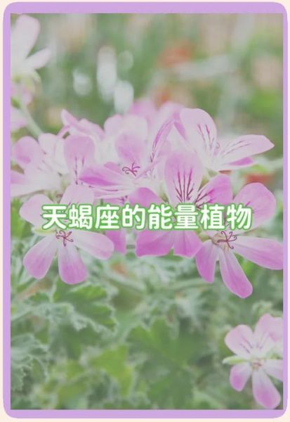 花之天蝎座适合什么花_天蝎座幸运花有哪些