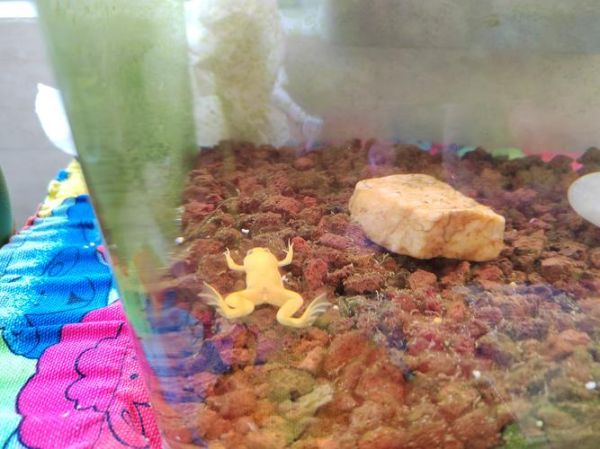 魔羯座娃王蛙是什么_如何饲养