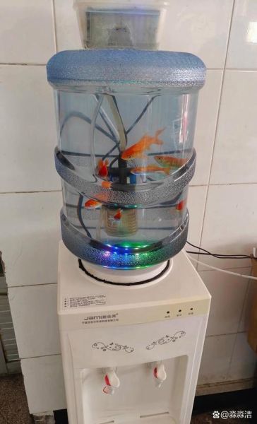 双鱼桶适合养什么鱼_双鱼桶日常维护怎么做