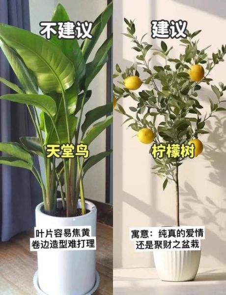 梧桐天蝎座适合养什么植物_如何布置卧室风水