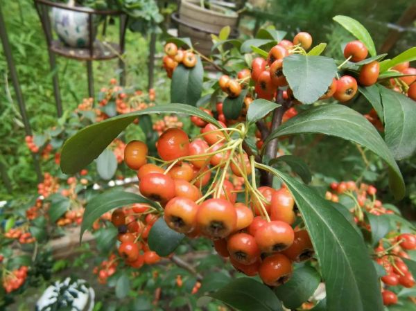 天蝎座喜欢吃什么水果_天蝎座适合吃什么水果