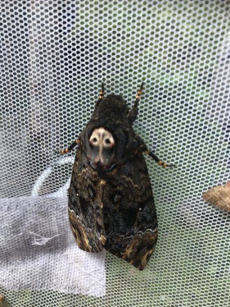 鬼脸魔羯是什么_如何辨别真假鬼脸魔羯