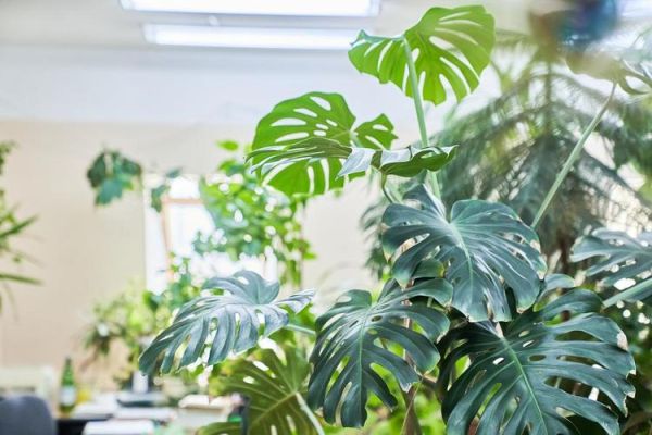 魔羯座适合养什么植物_魔羯座养什么宠物好