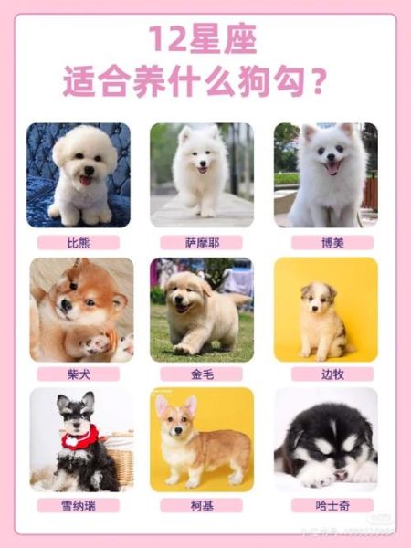 天蝎座适合养什么狗_天蝎座适合养什么狗品种