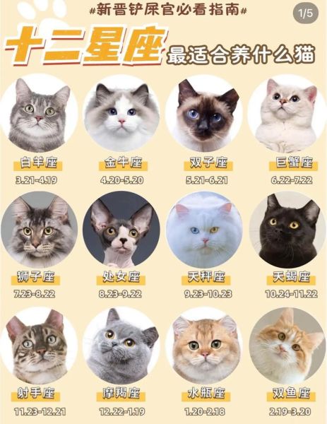 双子座女生适合养什么猫_性格匹配与品种推荐