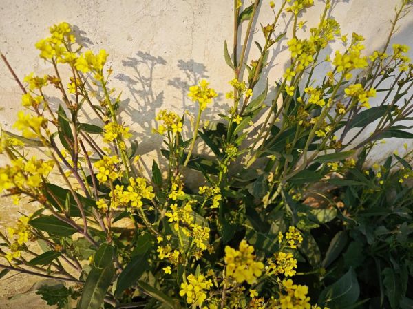 魔羯墙角适合种什么花_冬季如何养护